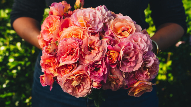 Shania Twain's hybrid tea rose is ready for spring
